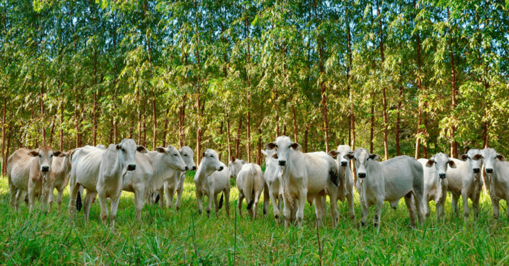 Caravana integração-lavoura-pecuária-floresta da Embrapa visita municípios capixabas