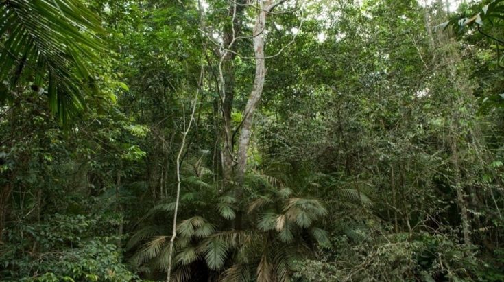 Desmatamento na Mata Atlântica tem queda em 2023