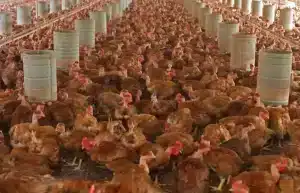 Abate de frangos e suínos bate recorde e o de bovinos volta a cair em 2021