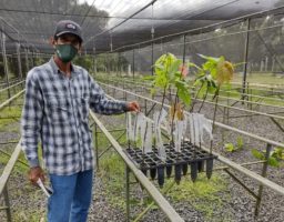 Agricultores de Pedro Canário participam de treinamento para enxertia de cacaueiro