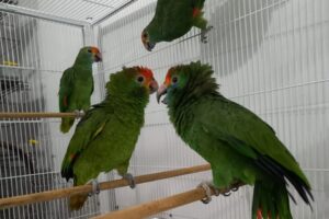 Aves ameaçadas de extinção resgatadas no Espírito Santo serão enviadas para reabilitação em São Paulo