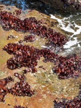 Estudo constata que microplásticos contaminam águas e mexilhões no litoral do ES