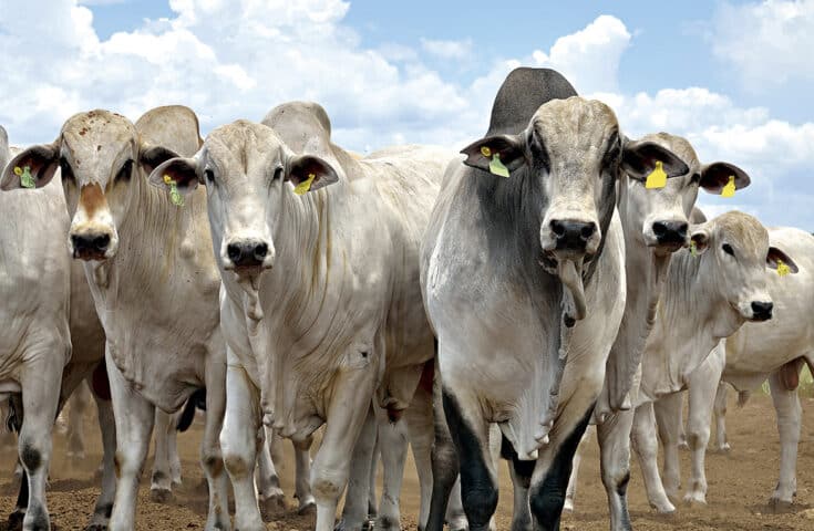 2ª leilão de bovinos da Ufes acontece em maio