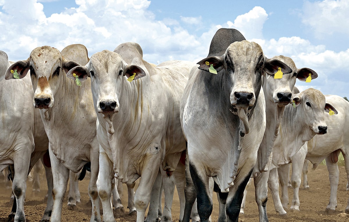 2ª leilão de bovinos da Ufes acontece em maio
