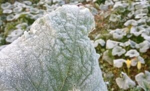 Onda de frio Climatempo prevê calor em abril no Paraná e chegada de frio no Sul, com risco de geada em meados do outono