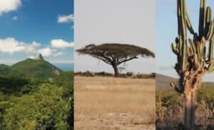 climatologista sustentabilidade MATA ATLÂNTICA SAVANA CAATINGA