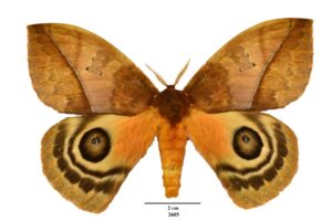 Estudo apresenta análise sazonal de mariposas em remanescente de Mata Atlântica no ES