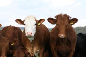 Palestra vai debater técnicas de melhoramento genético para bovinos na Serra