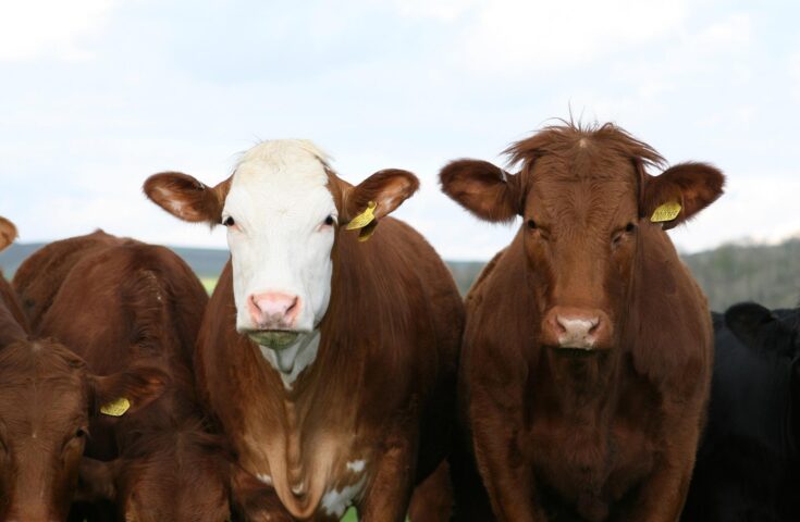 Palestra vai debater técnicas de melhoramento genético para bovinos na Serra