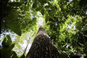 Crise climática pode ser combatida com monetização de reflorestamento