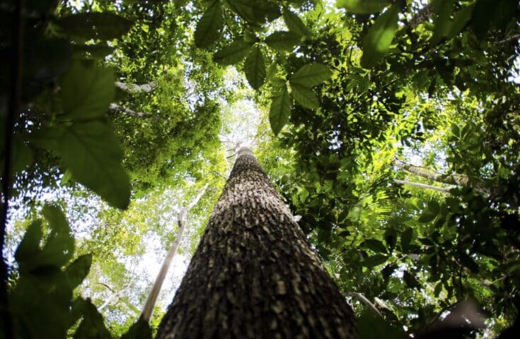 Governo do ES anuncia editais de restauração florestal e projetos de desenvolvimento sustentável