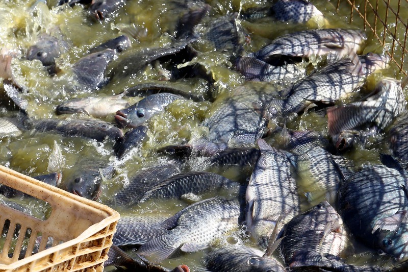 Como uma alimentação de qualidade pode driblar os desafios da piscicultura no inverno