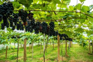 Sábado tem lançamento da 2ª colheita de uva em Linhares