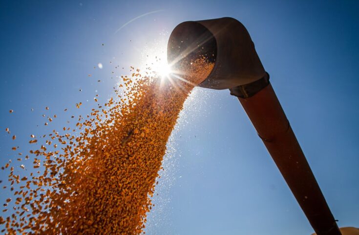 Produção de milho deve ser menor no país; consumo deve aumentar