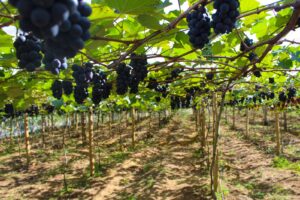 Segunda temporada da colheita de uva em Linhares está aberta à visitação