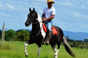 Inscrições para a 4ª Copa de Marcha Especializada do Cavalo Mangalarga Marchador de Linhares terminam nesta quinta, 23