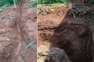 Morador encontra mandioca de mais de oito metros em terreno abandonado