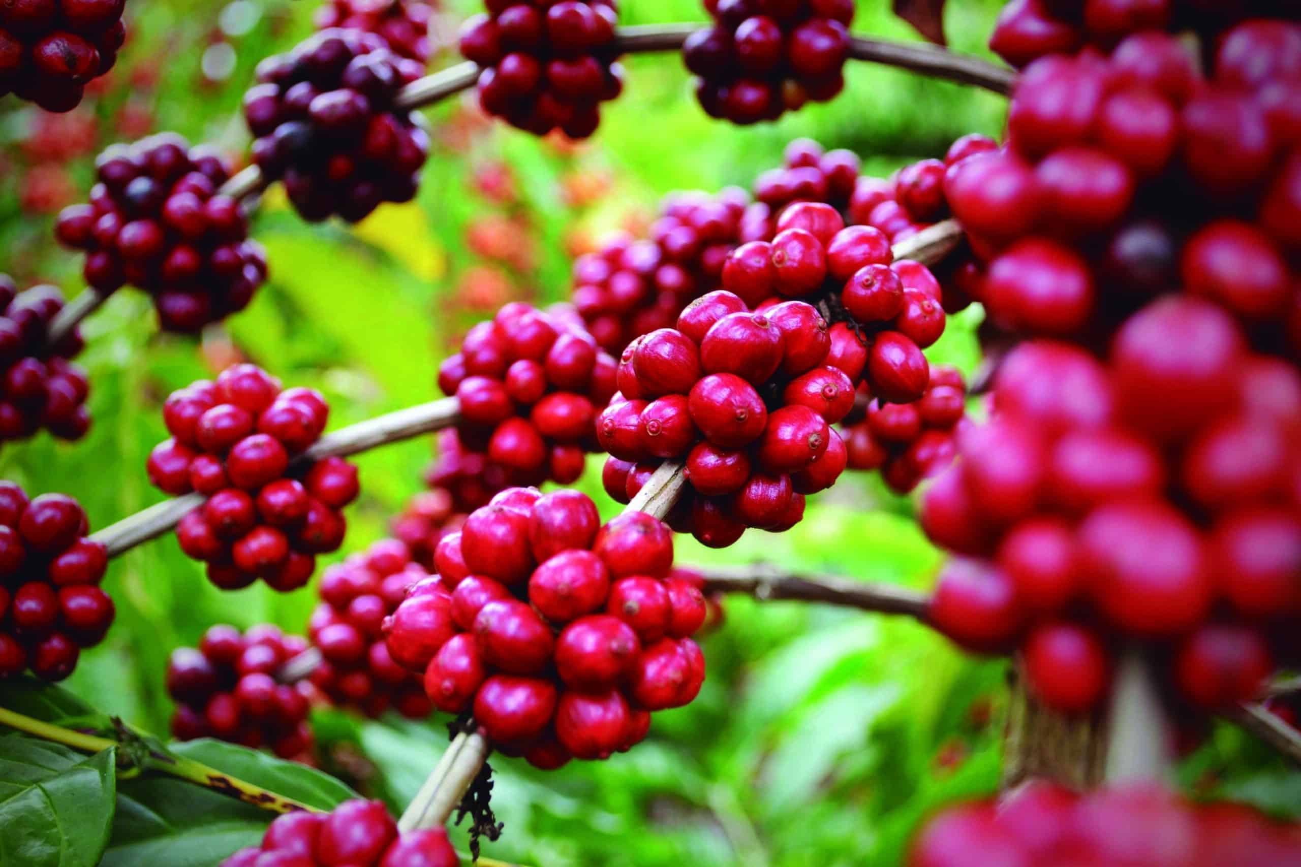 Documento apresenta características agronômicas de 600 genótipos de Coffea canephora