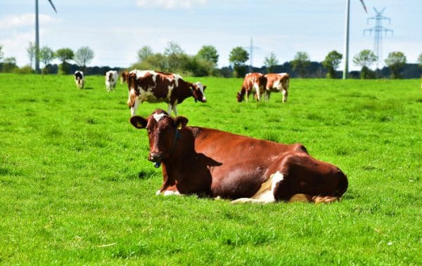 Brasil ganha destaque como exportador de genética bovina superior