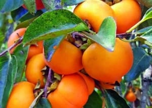 Anuário Rio de Janeiro caqui