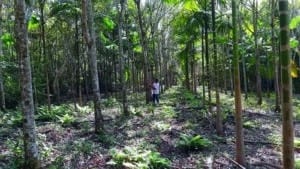 ANUÁRIO DO RIO DE JANEIRO SERINGAIS E SISTEMAS AGROFLORESTAIS 3