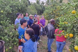 Excursão técnica sobre produção de laranja é realizada em Jerônimo Monteiro