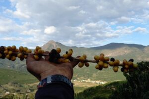 Mudanças climáticas afetarão a produção de café arábica no Espírito Santo até 2050