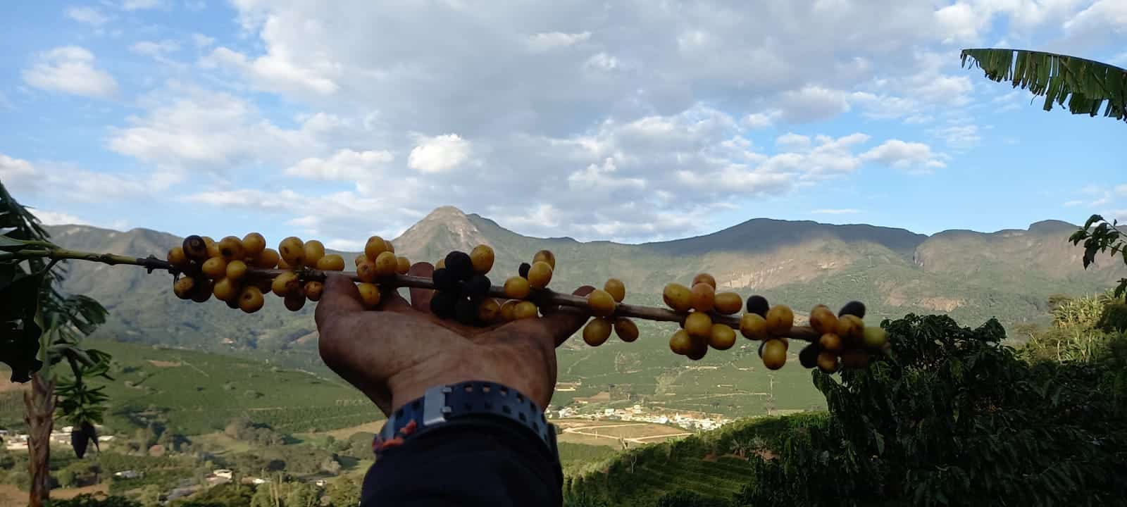 Mudanças climáticas afetarão a produção de café arábica no Espírito Santo até 2050