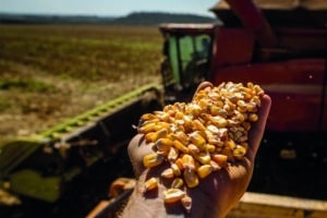 Preços do milho caem para níveis de outubro de 2023