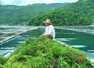 Trutas, moluscos, rãs e algas: a dança nas águas alavanca a economia