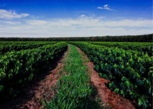 diversidade genética do café