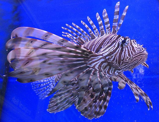 Peixe-leão traz riscos para o litoral brasileiro