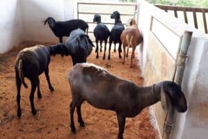 Visando à melhoria genética de ovinos, Ifes de Itapina e Ufes firmam parceria