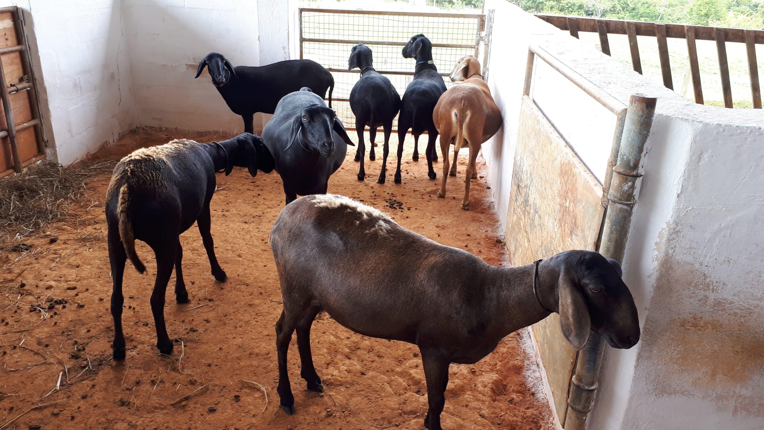 Visando à melhoria genética de ovinos, Ifes de Itapina e Ufes firmam parceria