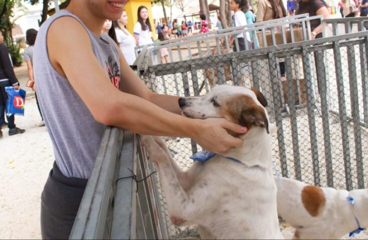 Exposul Rural terá feira de adoção de cães e coleta seletiva