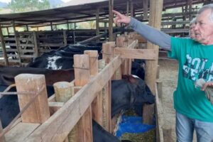 Para driblar a crise hídrica e a escassez de alimentos, agricultores de Anchieta participam de treinamento sobre bovinos 