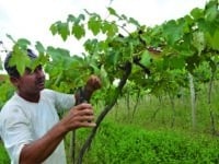 Produção de uvas e vinhos vai alavancar turismo rural do Rio