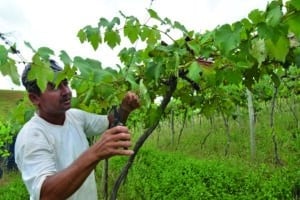Produção de uvas e vinhos vai alavancar turismo rural do Rio