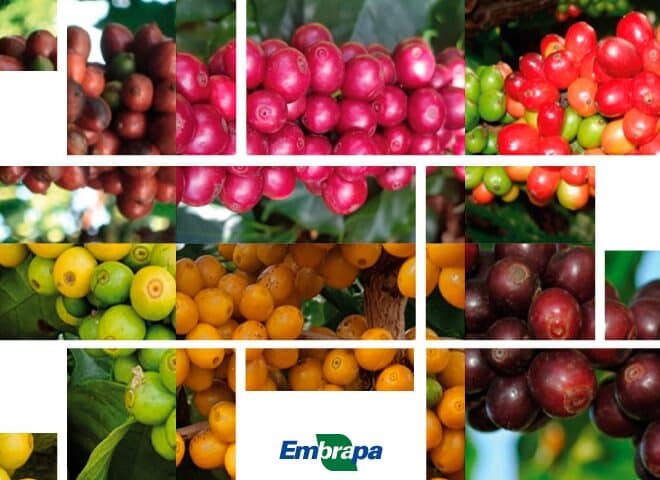 Catálogo reúne informações sobre cultivares de café arábica registradas no RNC