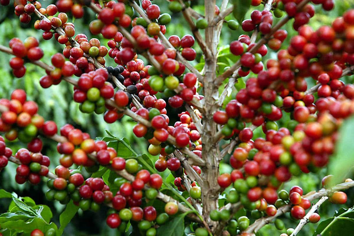 Produção de café em xeque! “O mundo está de olho na safra do Brasil”