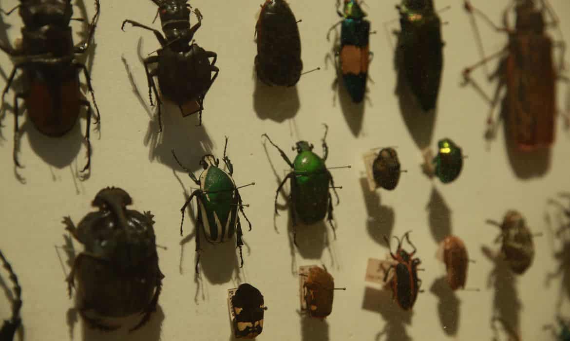 Biodiversidade de insetos no Brasil está em queda, mostra estudo
