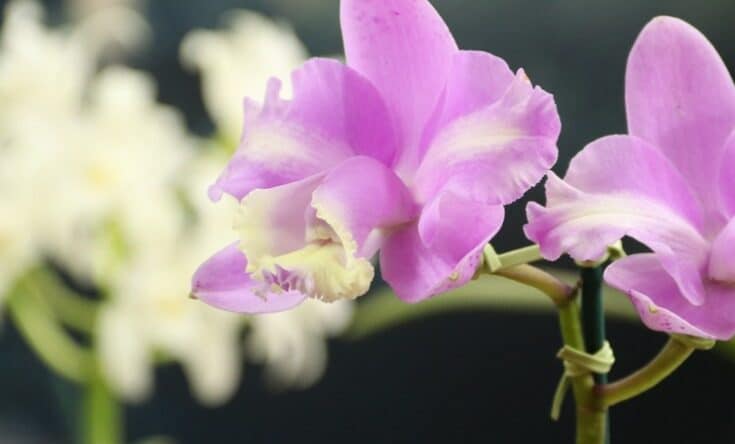 Venda Nova recebe 6ª Exposição Nacional de Orquídeas