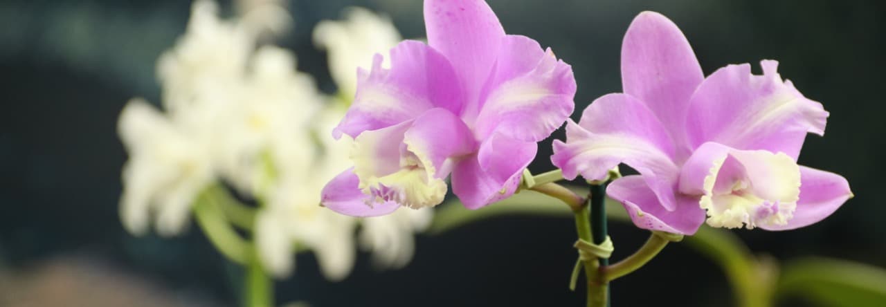 Venda Nova recebe 6ª Exposição Nacional de Orquídeas