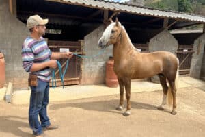 Centro para treinar cavalos é exemplo de empreendedorismo no meio rural