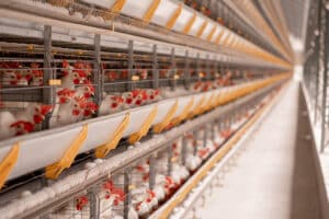 Condomínio Avícola abre novas contas para quem quer diversificar renda