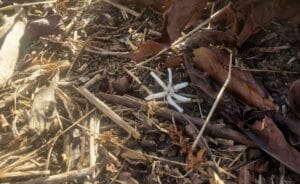 flor de café caída no chão por causa dos ventos no Norte do Espírito Santo