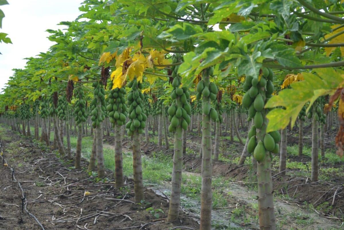 Simpósio do Papaya Brasileiro segue até sexta (23) em Linhares