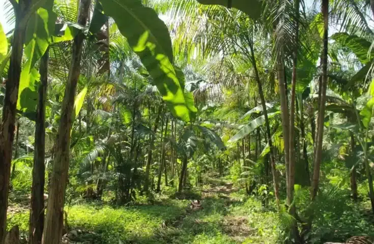 Feira promete dar propulsão ao ecossistema agroflorestal em Alegre