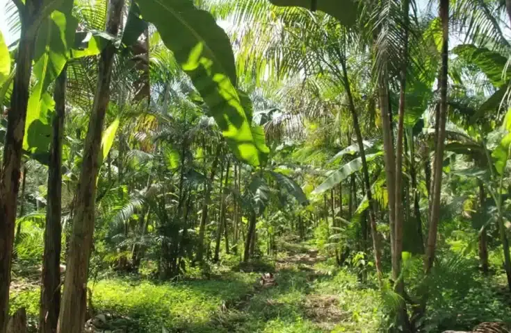 Inscrições abertas para o 1º Encontro Capixaba de Sistemas Agroflorestais