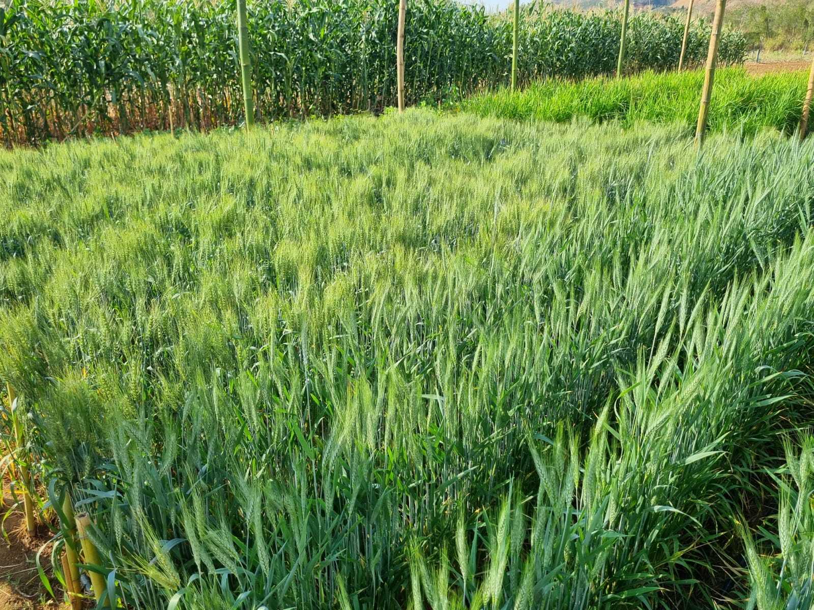 Plantio experimental de trigo em Santa Teresa apresenta bons resultados